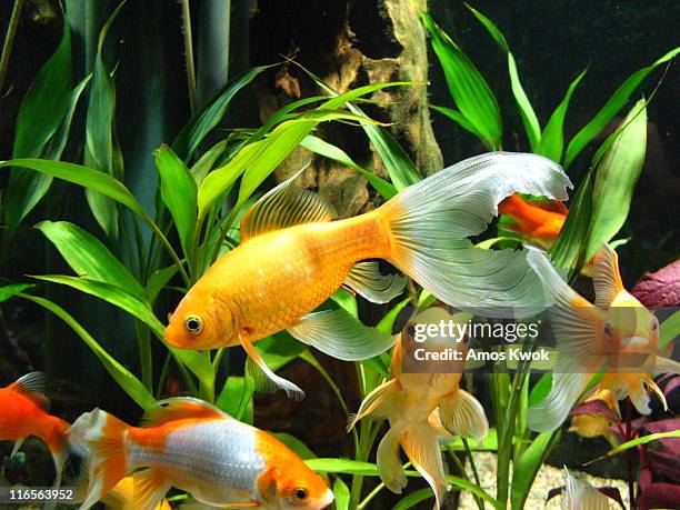 goldfish in an aquarium - 5 fishes stock pictures, royalty-free photos & images