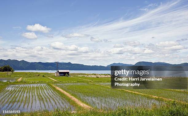 rice fields, near lake tazawa, japan. - akita stock pictures, royalty-free photos & images