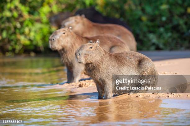 capybara (hydrochoerus hydrochaeris), pantanal wetlands, brazil - capybara 個照片及圖片檔