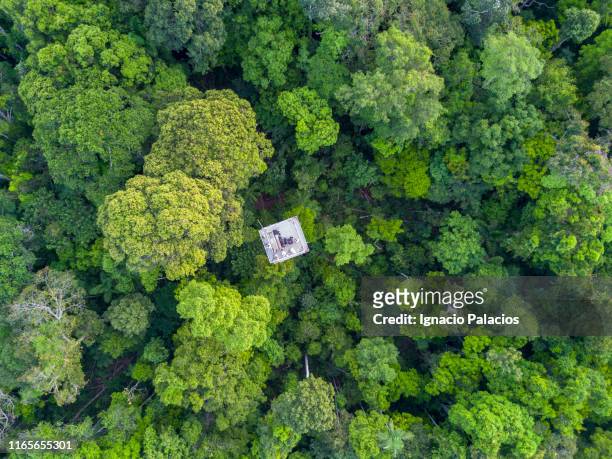 observation tower in the amazon, brazil - amazon forest stockfoto's en -beelden