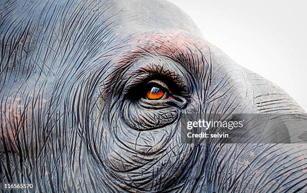 elephant eye - elephant eyes stock pictures, royalty-free photos & images