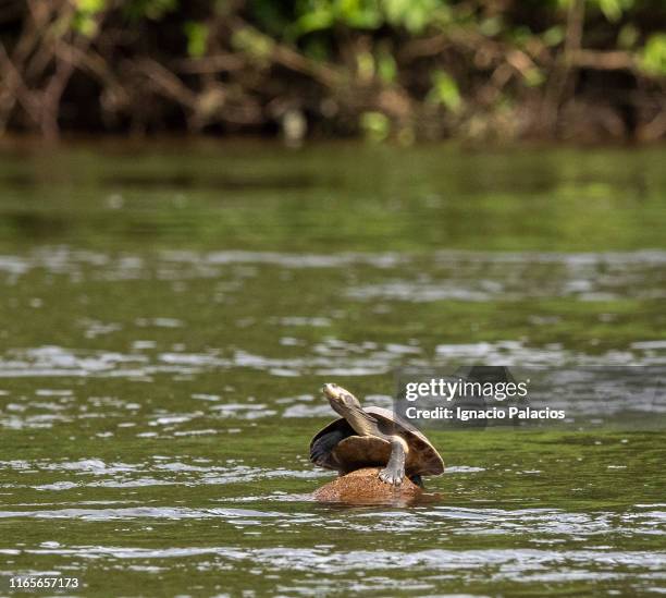 yellow spotted amazon river turtle, brazil - yellow spotted amazon river turtle stock pictures, royalty-free photos & images