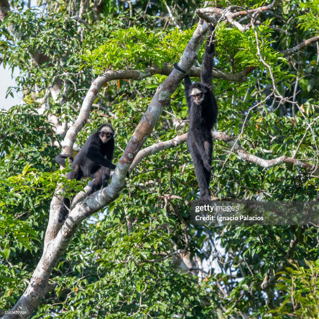 Whitecheeked Spider Monkey Amazon Rainforest Brazil High-Res Stock ...