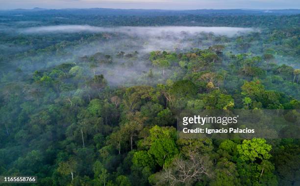amazon rainforest, brazil - regione amazzonica foto e immagini stock