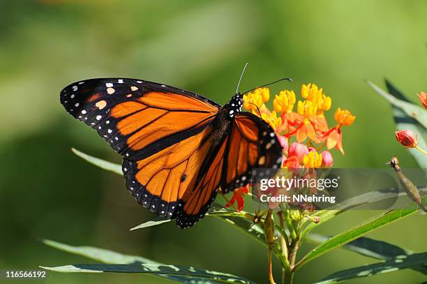 monarch-schmetterling, tiger plexippus - milkweed stock-fotos und bilder