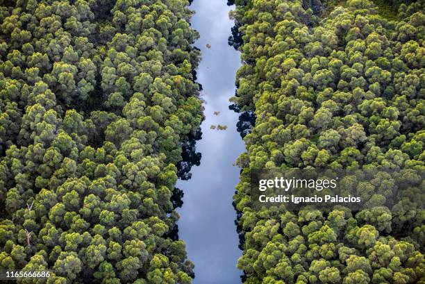 lençóis maranhenses national park - forest river foto e immagini stock