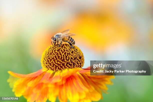 close-up image of a single helenium orange flower also known as sneezeweed with a honey bee collecting pollen in the summer sunshine - polinização imagens e fotografias de stock
