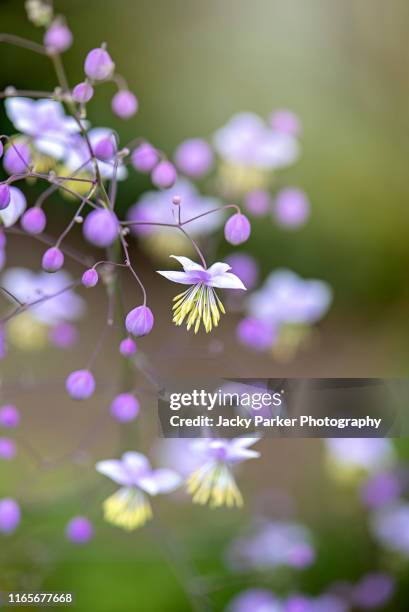 close-up image of the beautiful summer flowering, purple flowers of thalictrum delavayi also known as chinese meadow rue - thalictrum delavayi stock pictures, royalty-free photos & images