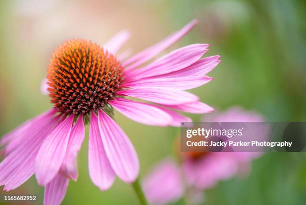 close-up image of the beautiful, summer flowering pink echinacea purpurea flower also known as the coneflower - zonnehoed composietenfamilie stockfoto's en -beelden