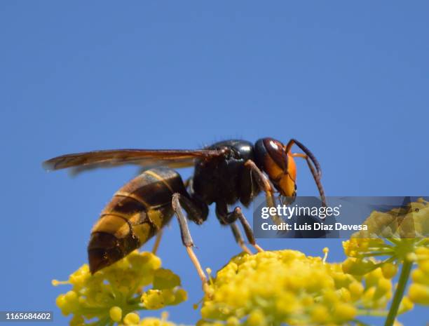 animal nest of vespula velutina nigrotorax on harbouria trachypleura (asian hornet) - asian hornet stock-fotos und bilder