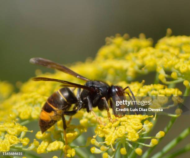 animal nest of vespula velutina nigrotorax on harbouria trachypleura (asian hornet) - asian hornet stock-fotos und bilder