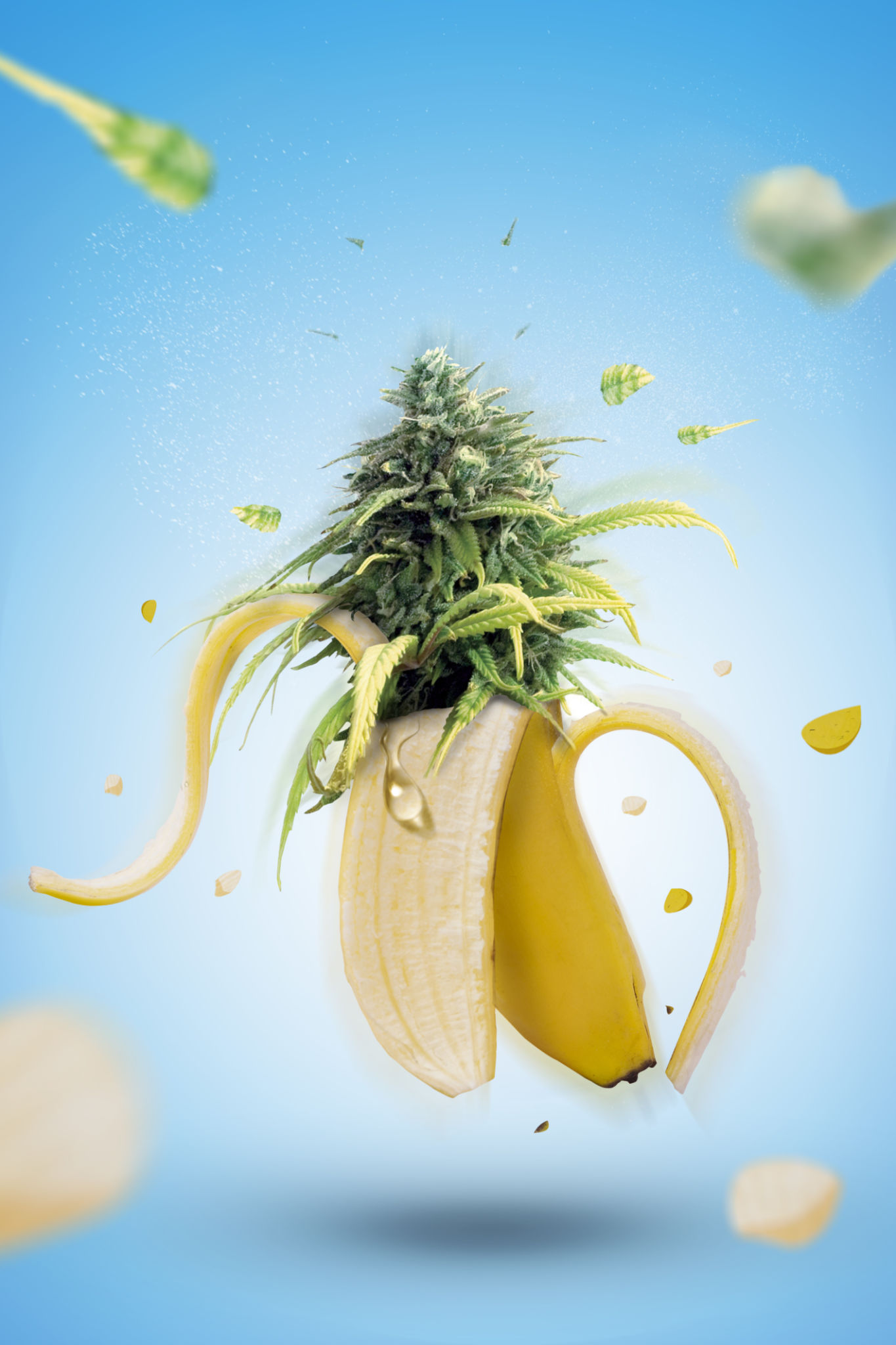 banana cannabis