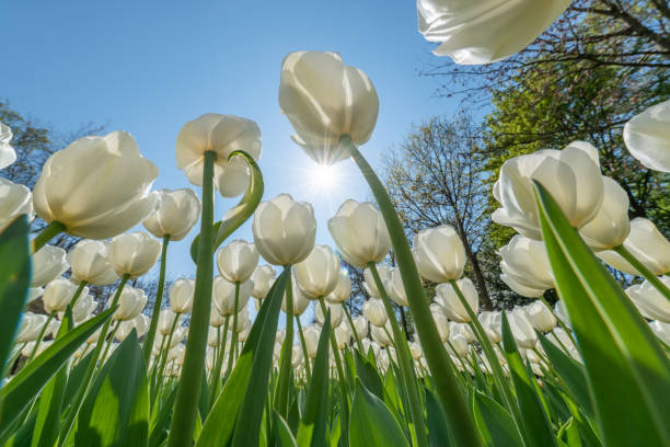 white tulip flower bed against blue sky - spring landscape stock pictures, royalty-free photos & images