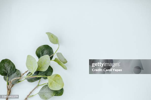 eucalyptus branches on white background. flat lay, top view. copy space - spring flat lay stock pictures, royalty-free photos & images