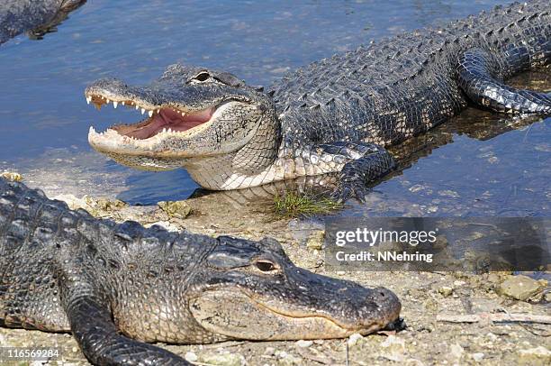 alligator mississippiensis, dem everglades national park, florida - alligator stock-fotos und bilder