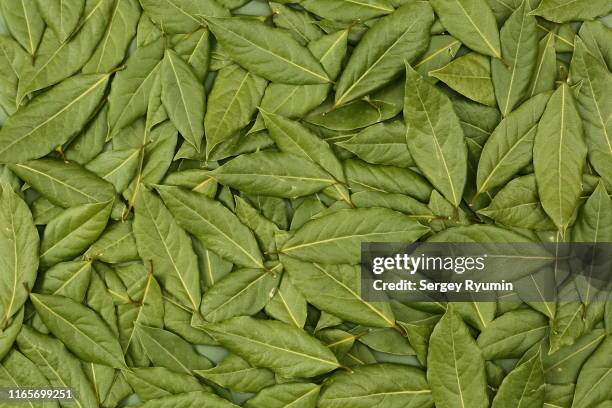 dry bay  leaves as background - allspice stockfoto's en -beelden