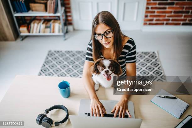 frau arbeitet von zu hause aus - service dog stock-fotos und bilder