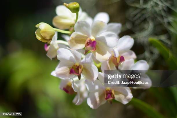 flower in fiji - nadi foto e immagini stock