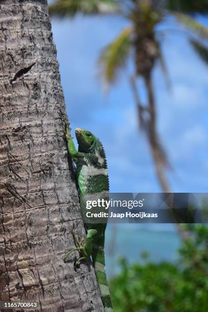 iguana on a palm tree, fiji - green iguana stock pictures, royalty-free photos & images