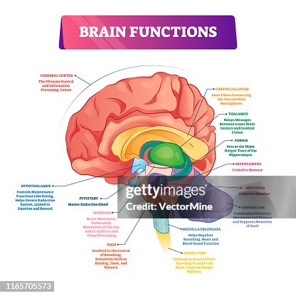 Brain Function Key Words Brain Functions Vector Illustration Labeled Explanation Organ Parts ...