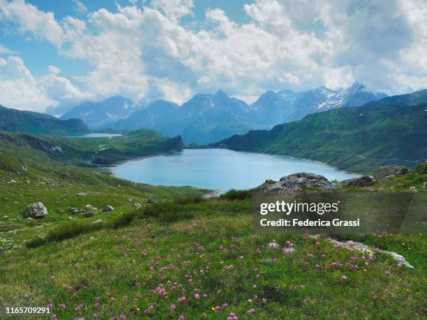 alpine clover (trifolium alpinum) flowering in formazza valley - trifolium alpinum stock pictures, royalty-free photos & images