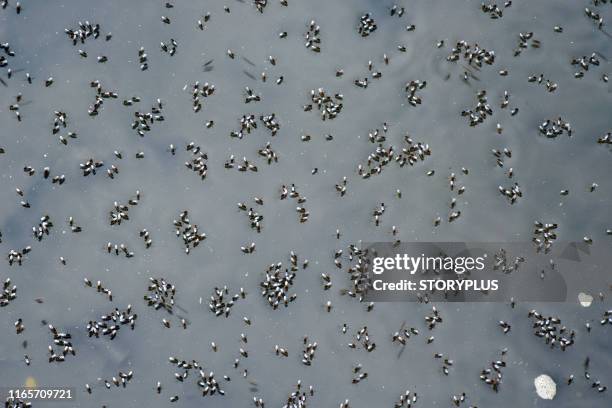 mosquitos on water surface - swarm of insects 個照片及圖片檔