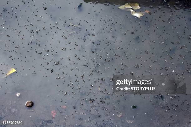 mosquitos on water surface - dengue fever fever stock pictures, royalty-free photos & images