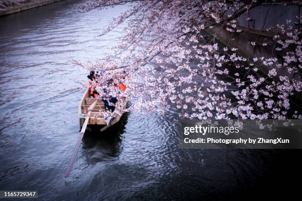 cherry blossoms and tourists in the boat on the sumida river at day time, koto ward, tokyo, japan, spring. - cherry blossoms in full bloom in tokyo imagens e fotografias de stock