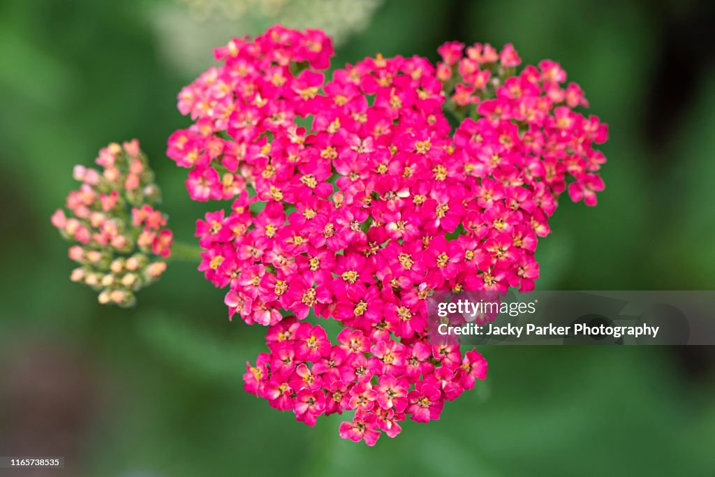 Close-up image of the beautiful summer flowering, pink flowers of the Common yarrow, Achillea millefolium 'Lansdorferglut' a perennial wildflower