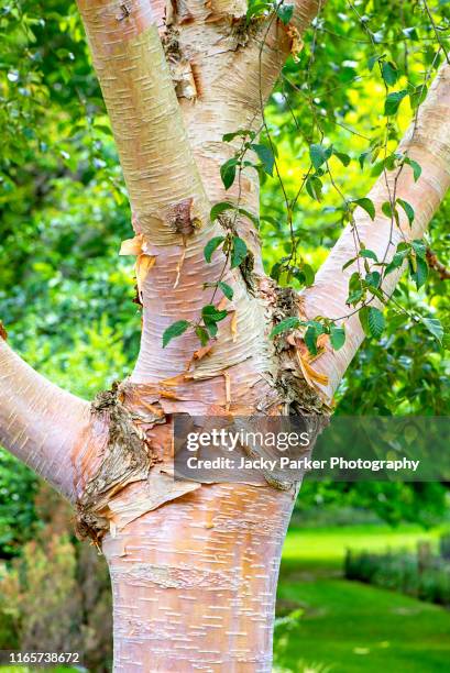 close-up image of the ornamental tree with peeling bark - betula utilis the himalayan birch - himalayan birch stock pictures, royalty-free photos & images