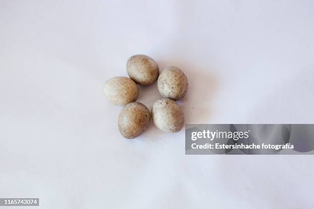 photograph of five eggs of a wild bird on white background - cernícalo fotografías e imágenes de stock