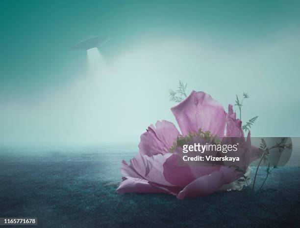 surreal giant flower of peony - the big dream stock pictures, royalty-free photos & images