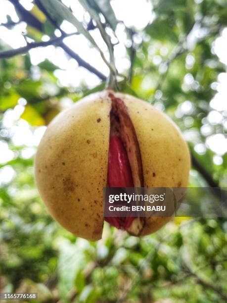 nutmeg - nutmeg stock pictures, royalty-free photos & images