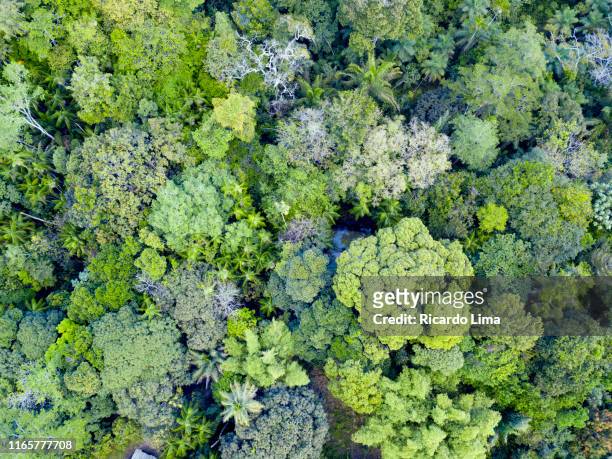aerial view of treetops in amazon rainforest - amazonas stock-fotos und bilder