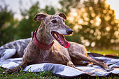 Cute greyhound is resting at blanket outdoors.