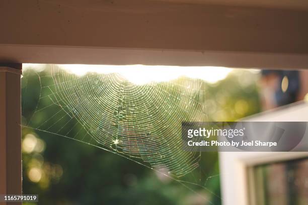 cobwebs at home - web stockfoto's en -beelden