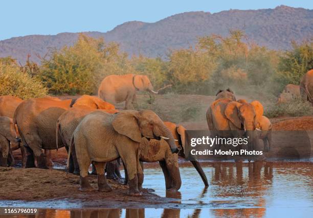 elephants at a waterhole at golden hour - province du nord ouest photos et images de collection