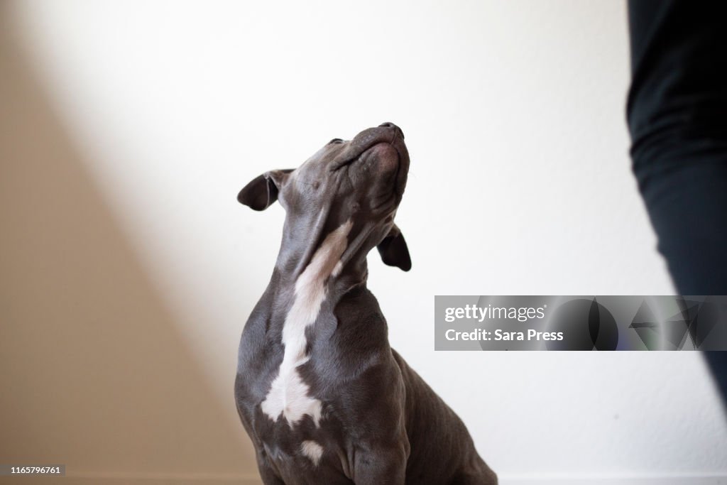 Puppy looking up at owner