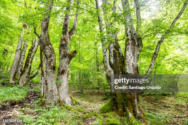 old beech trees in biogradska gora national park - temperate forest stock-fotos und bilder