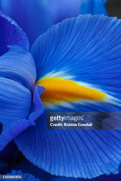 close-up of a purple iris flower. - botany macro stock pictures, royalty-free photos & images