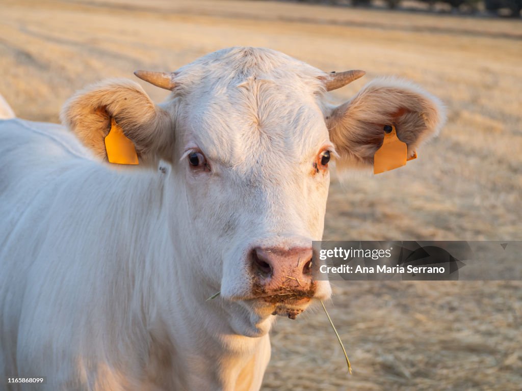 A young Charolais calf in the dehesa in Salamanca. Extensive livestock concept