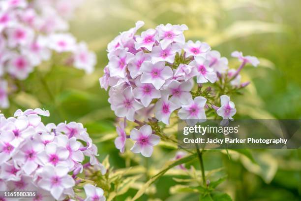 close-up image of the beautiful variegated garden phlox (phlox paniculata 'nora leigh') pink and white flowers - phlox stock-fotos und bilder