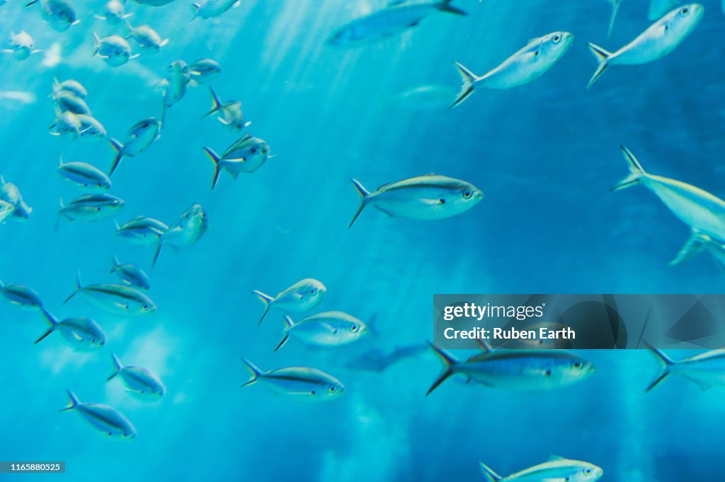 Group of fish underwater