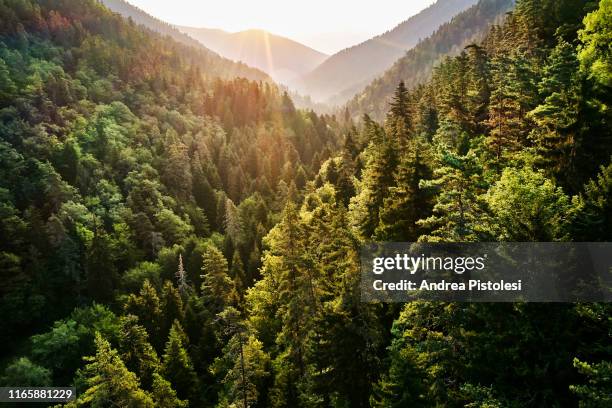 borjomi kharagauli national park, georgia - forrest bildbanksfoton och bilder