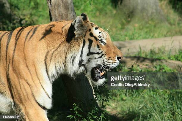 tigre-da-sibéria andar em the bronx zoo, cidade de nova iorque. - international wildlife conservation park imagens e fotografias de stock