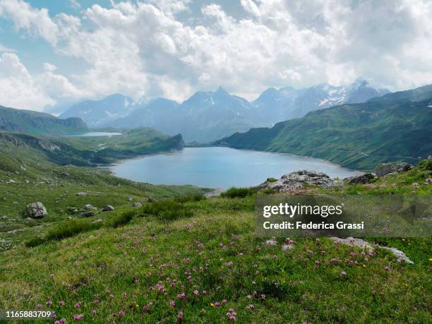 alpine clover (trifolium alpinum) flowering in formazza valley - trifolium alpinum stock pictures, royalty-free photos & images