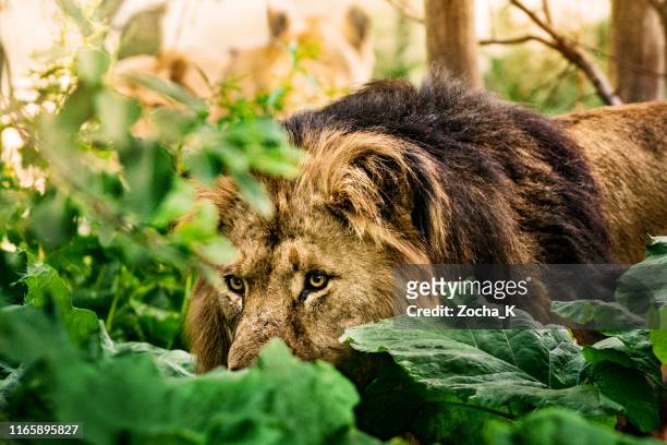 león macho lleva leones orgullo en la caza - acechar fotografías e imágenes de stock