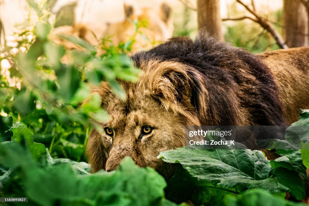 Male lion leads lions pride in hunting