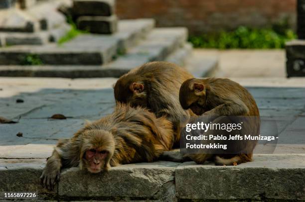 macaque family - pashupatinath stock-fotos und bilder