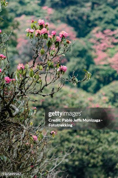 Rhododendron National Flower Of Nepal, Stockfoto